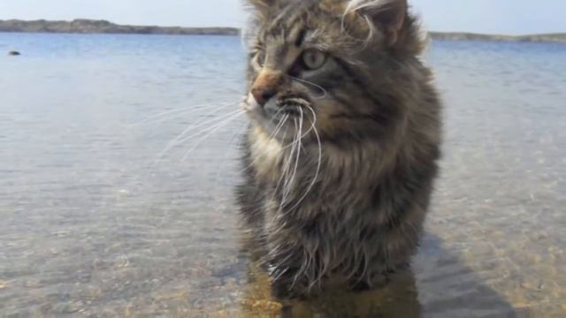 И это все о нем ЛИНКС KIRBEAUTYCOON смотреть онлайн