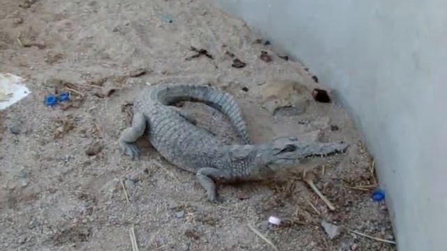 Крокодила в Египте смотреть онлайн