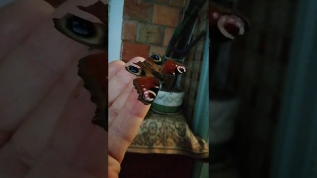 Бабочка зимой смотреть онлайн