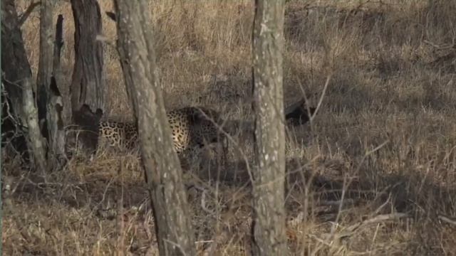 Tingana leopard video clips, Retro WildEARTH смотреть онлайн