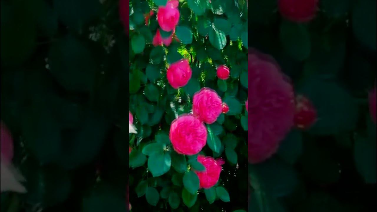 Сорт Леонардо да Винчи Leonardo da Vinci 1 смотреть онлайн