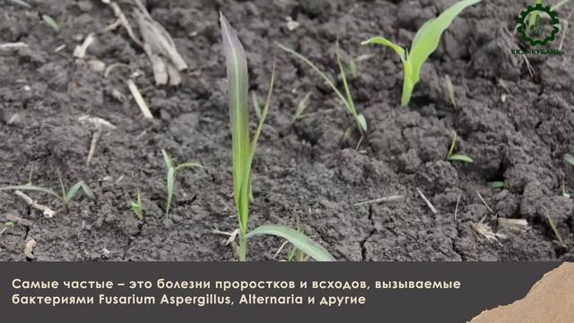 Технология возделывания кукурузы, часть 3 смотреть онлайн