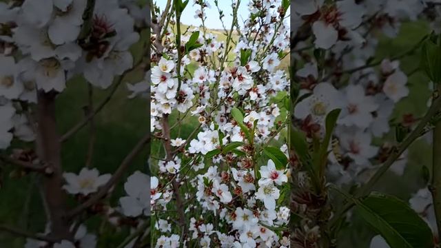 Весна , цветение смотреть онлайн