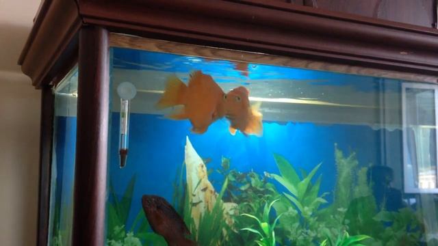 аквариумные рыбы целуются смотреть онлайн