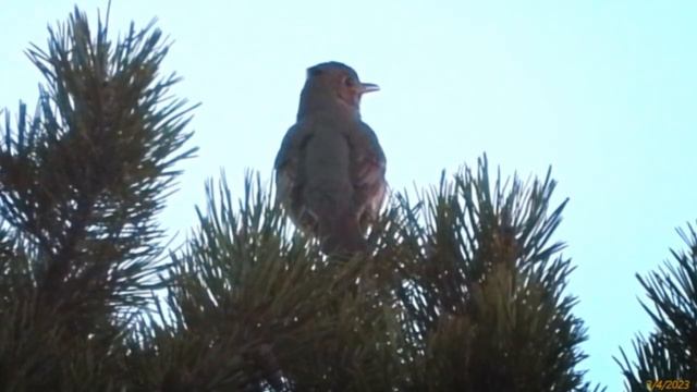 2023/4/3: Певчий дрозд поёт с макушки сосны в сторону зашедшего солца. Эпизод 3: "Дрозд: вид сзади смотреть онлайн