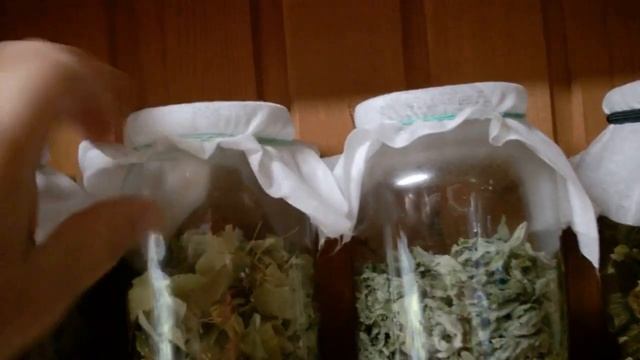 // Мои Травяные Сборы//Зверобой Душица Мята//Как Храню// смотреть онлайн