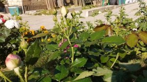 #роза Цикламен Пьер де Ронсар и Пьер де Ронсар...малыши