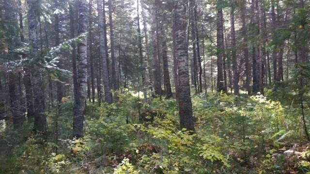 Опята 2021. смотреть онлайн