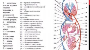 Строение и работа сердца. Круги кровообращения.