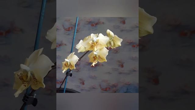 Phalaenopsis stuartiana var. nobilis×sib смотреть онлайн