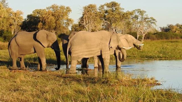 Elephants drinking in Botswana смотреть онлайн