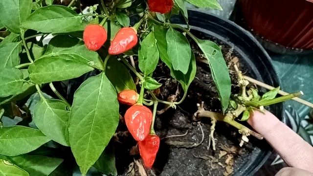 Комнатный перец. Опадают листья что делать. смотреть онлайн