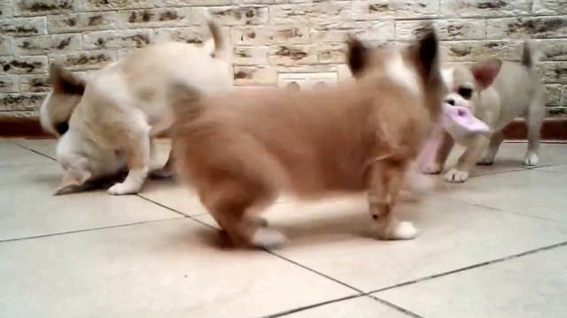 Чихуахуа щенки 01/11/2016 смотреть онлайн