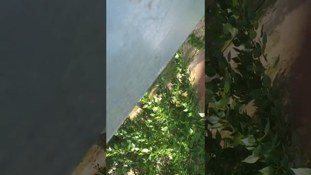 Жуткий голос был в Каралёве так называется место проешевствие смотреть онлайн