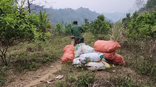 Harvest and process cassava to make year-round food for livestock, build a life (Ep 267) смотреть онлайн