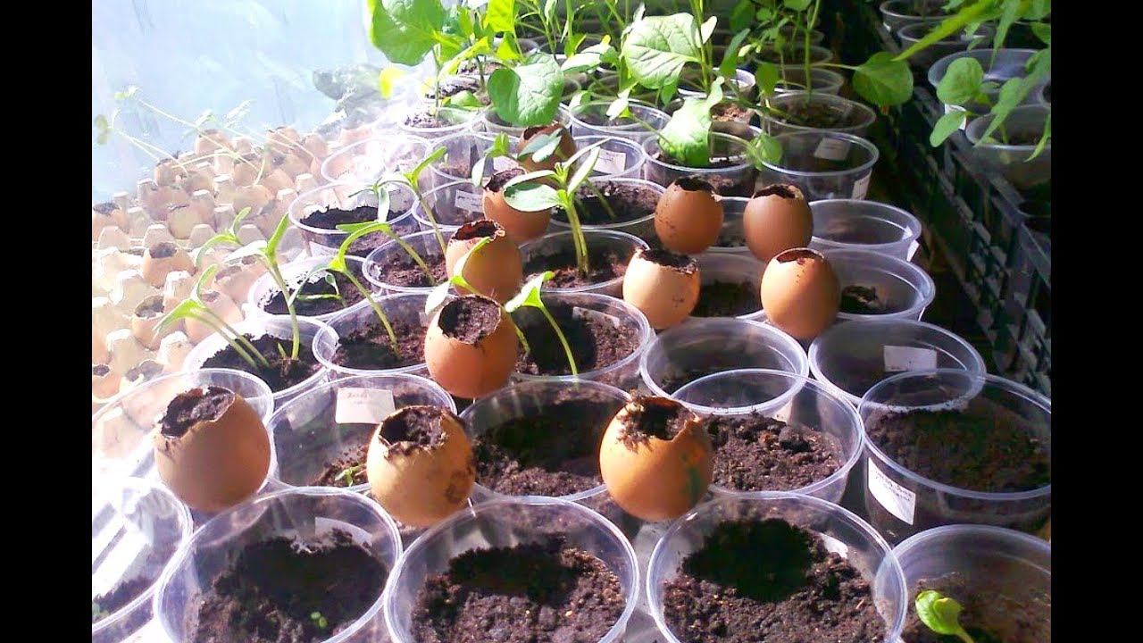 Этому способу выращивания рассады нет равных! Как вырастить разную рассаду в яичной скорлупе? смотреть онлайн