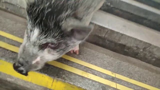 Степан советует - у доброго волшебника появилась свинья - зовут Степан смотреть онлайн