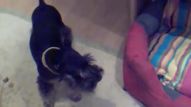 Singing dog. Schnauzer. Поющие шнауцеры. смотреть онлайн