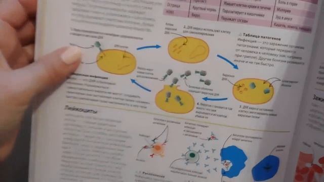 "Как объяснить ребенку науку" Иллюстрированный справочник для родителей по биологии, химии и физике смотреть онлайн