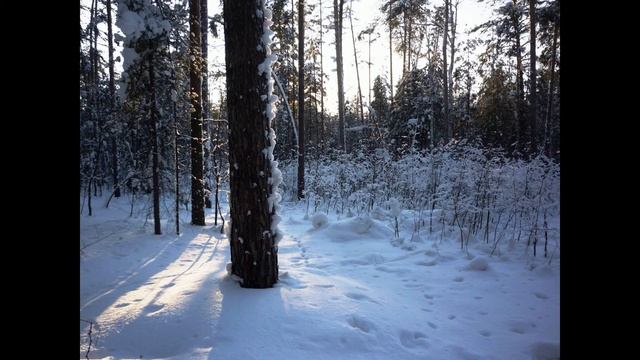 1 Леса России Фильмы Михаила Рогозина Ареалы и запасы пород смотреть онлайн