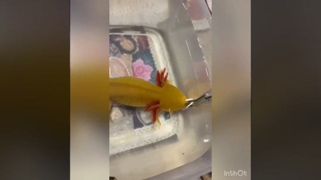 Аксолотль/ как едят аксолотли и что/ как кормить аксолотлей/ можно ли их брать в руки смотреть онлайн