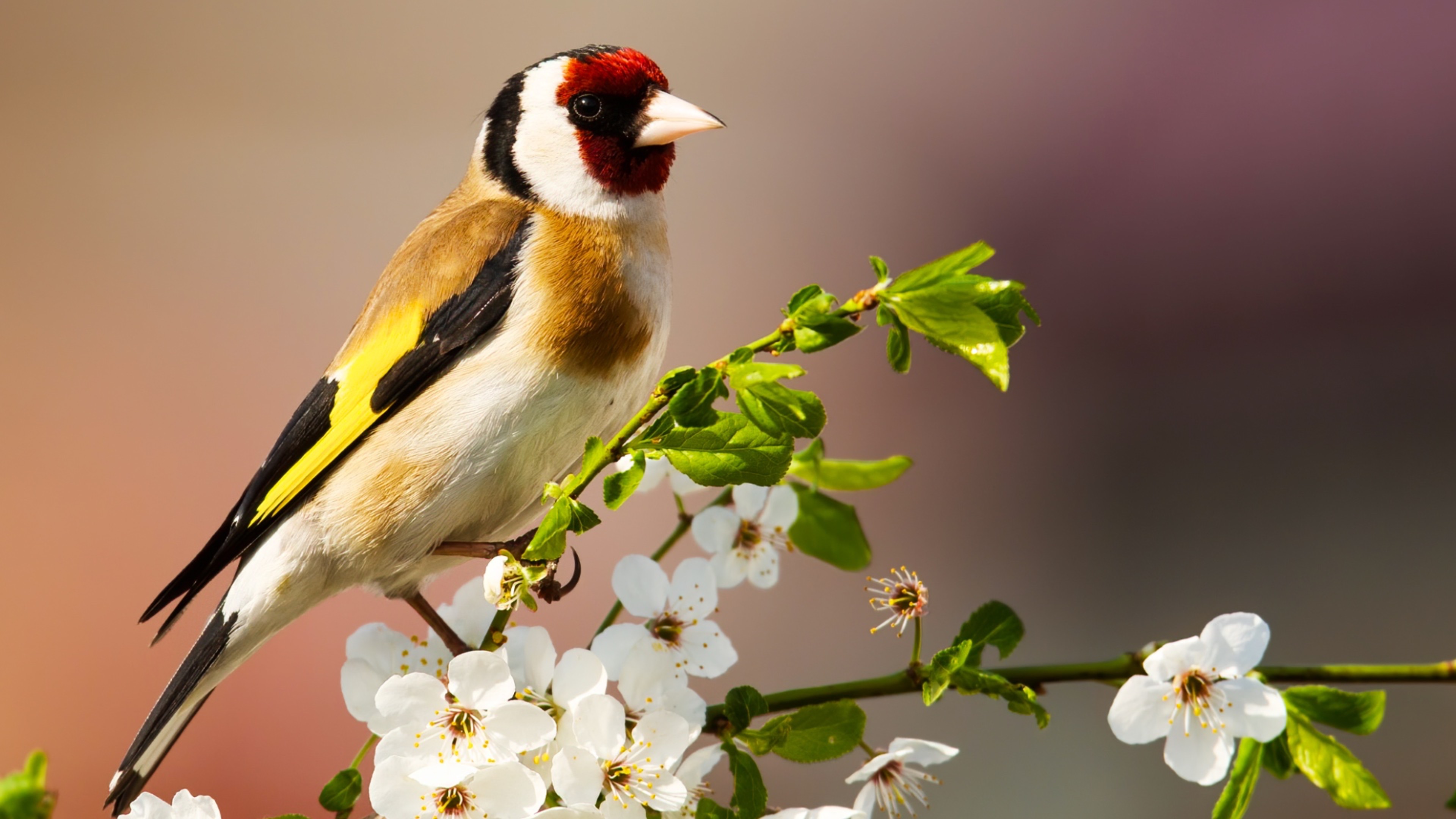 Атмосферное фортепиано и звуки пения птиц для снятия стресса и релаксации смотреть онлайн
