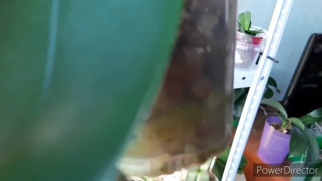 Обзор домашних орхидей: Обо всём понемногу.19 октября 2021г. смотреть онлайн