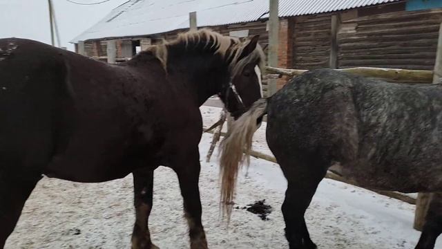 Жеребец настраивается на кобылу смотреть онлайн