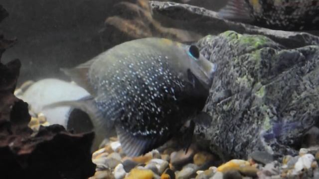 Etroplus suratensis prespawning смотреть онлайн