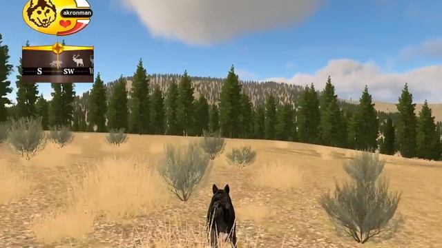 Играем в Wolf Quest 7 часть. Новая территория