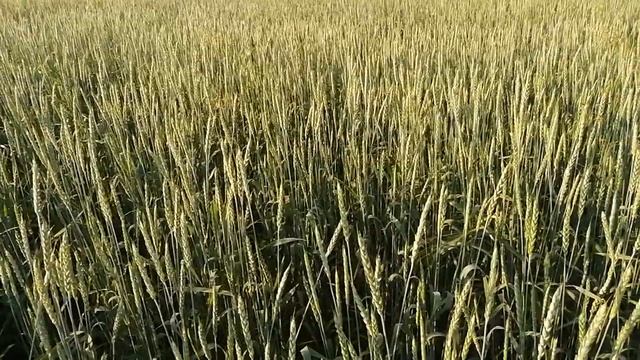 No-Till 2020. Яровая пшеница по нулю. смотреть онлайн
