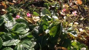 Клубника сорт "Газана" / земляника/