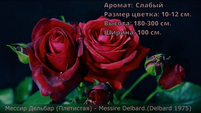 Розы селекции Дельбар10 сортов. Интервальная съёмка роспуска цветов смотреть онлайн