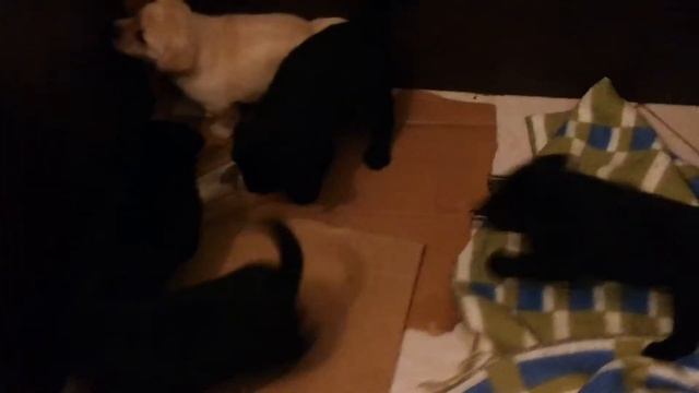 Бебета на 35 дни смотреть онлайн