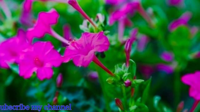 Mirabilis jalapa flowers, My Purple Mirabilis Jalapa Flowers are Blooming! смотреть онлайн