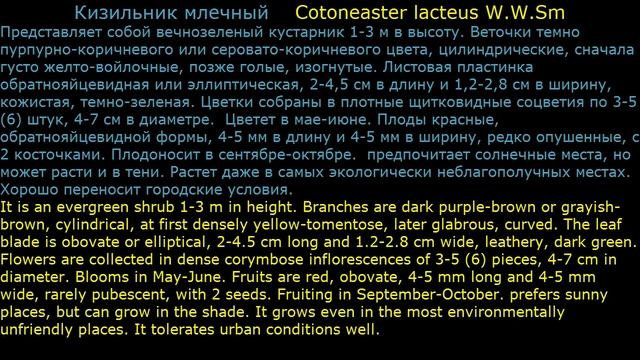 #Кизильник2 Декоративные #кустарники27 Декоративные #растения смотреть онлайн