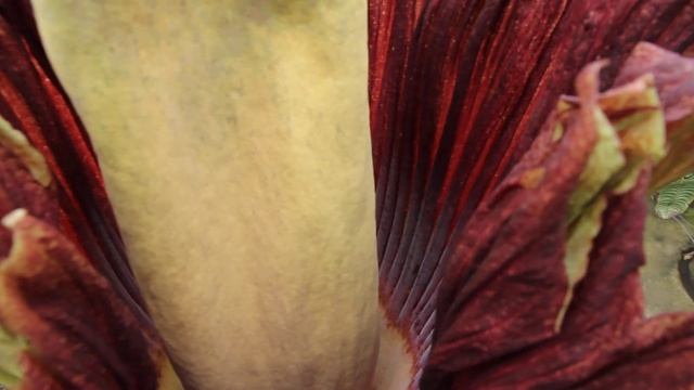 Amorphophallus  Titanum, The Corpse Flower In-bloom At Orchids Limited, MN