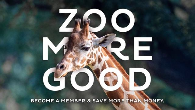 Indo-Pacific Reef | Omaha's Henry Doorly Zoo and Aquarium смотреть онлайн