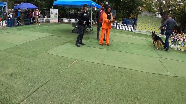 Выставка собак в Тбилиси - International dog show - Wku Tbilisi 2022 | Part 2 смотреть онлайн