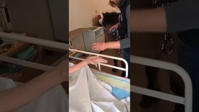 Пони в хосписе «Зеленоград» смотреть онлайн