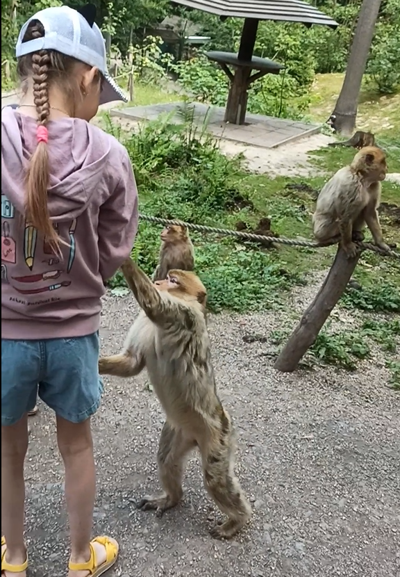 Почему только одно яблоко взял???!!!