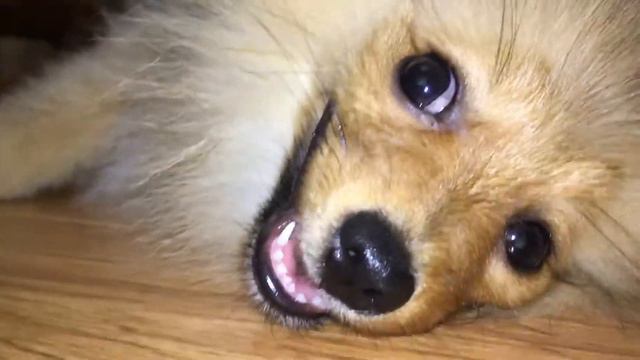 shpich смотреть онлайн