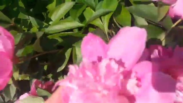 Мои цветы во дворе на даче. ВЛОГ. смотреть онлайн