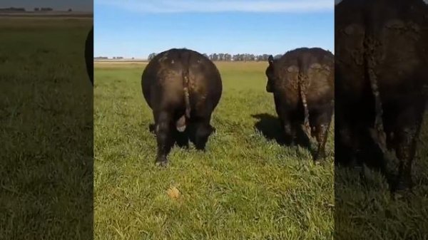 Быки 1000 кг. Порода Абердин Ангус. Откорм Быков. Мясо этих быков самое дорогое- Мраморная Говядина