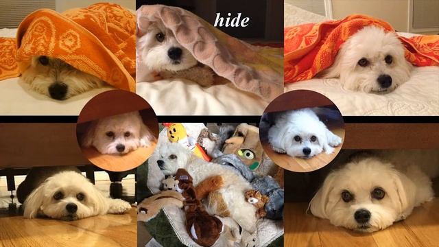 The story of a Havanese dog, cute and lovely, 229 photos compilation смотреть онлайн