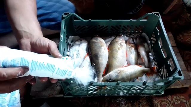крупный окунь , настоящего сухого посола, лучшая торанька своими руками. часть 1 смотреть онлайн