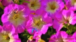 Петуния миллифлора Пикобелла Роуз Морн ? обзор: как сажать, семена петунии Пикобелла Роуз Морн