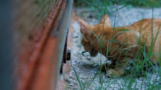 Putta Prapancha: A Tiny World | One-man Crew | Short Movie | Recobox Films смотреть онлайн