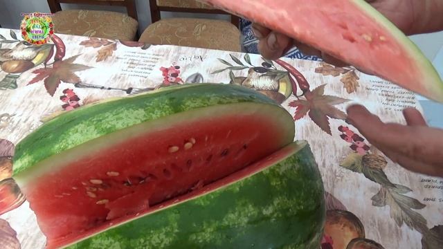 Как вырастить ранние арбузы на огороде смотреть онлайн