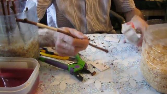 размножение винограда черенками на опилках. смотреть онлайн